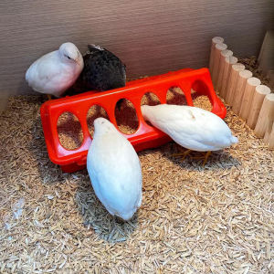 Pigeon Bird Chicken Feeder 20cm Double-sided 12 Holes Plastic Poultry Quails Ducklings Feeder Trough