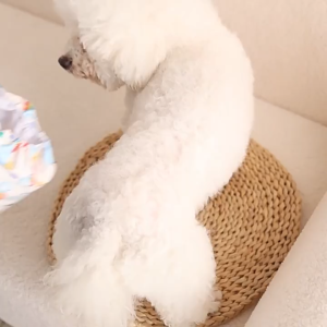 Tahan Air Popok Anjing Jantan Kecil Untuk Pampers Anjing Jantan Diapers Anjing Breathable