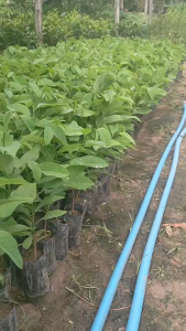 น้อยหน่าคลัง สีม่วง แพ๊ค5ต้น160บาท พร้อมปลูก