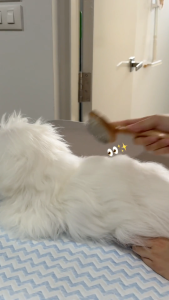 Bubble Bear Hair Coat เซรั่มบำรุงเส้นขนสัตว์เลี้ยง (120 ml)