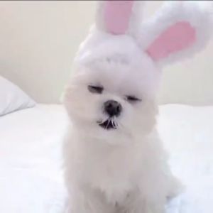 Pet Accessories for Dress Up: Fun & Stylish Cat Headgear & Dog Hats