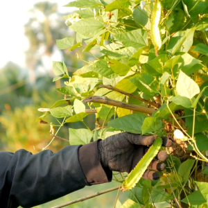 เมล็ดพันธุ์ ถั่วพูฟ้าลั่น (ซองรีเทลและกระป๋อง)