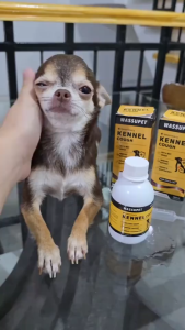Best Seller VETERINARY COUGH SYRUP FOR DOGS & CATS (100ML) | Immune Support & Respiratory Relief for Dry/Wet Cough Asthma Sneezing |  Natural Formula 6-in-1 Relief Syrup for Runny Nose Throat Irritation & Fever | Pet Cough Relief for All Breeds & Ages