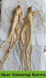 gingseng merah Korea per Batang