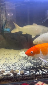 1kg 454g Koiking Growth Amazon Koi Growth Koi Balanced Excel Color Enhancing Pellet Fish Food