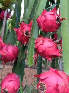 Bibit Buah Naga Merah Cepat Berbuah Unggulan