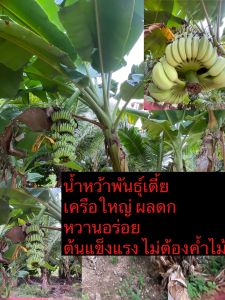 (3ต้น 450บาท)🌱หน่อกล้วยน้ำหว้า ต้นกล้วยน้ำหว้าพันธุ์เตี้ย ผลดก ไม่ต้องค้ำไม้ ออกผลผลิตได้หลายรอบ 1เครือ มี 16-18 หวี บางครั้งถึง20หวี และ1หวีมีประมาณ 20-22 ลูก รสชาติหอม หวานอร่อย หรือนำไปประดับบ้านก็สวย 🚘สินค้าพร้อมส่ง🚘 เซ็ต 3 ต้น 450 บาท