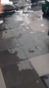 Essen Lele Galatama Babon – Aroma Super Kuat Cepat Strike Oplosan Ampuh  lomba SANGKALA STRIKE