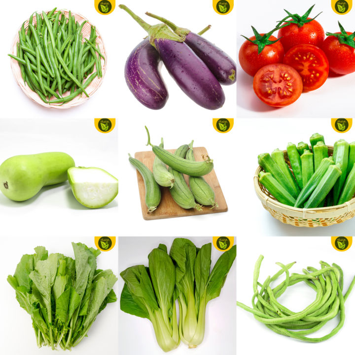 Sale! 9 in 1 Vegetable Seeds Baguio Beans Pechay Mustasa Talong Sitaw ...