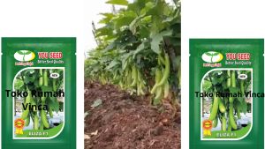 Benih Bibit Terong Hijau Super Tahan Virus ELIZA F1 500 Biji