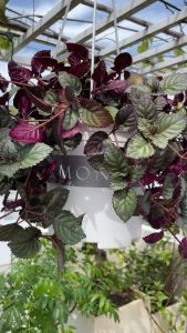 Chậu nhựa treo ban công VIETPOT hoa văn MONTARIO cây kiểng cây hoa trang trí sân vườn
