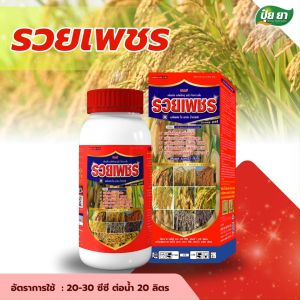 ข้าวระยะลมเบ่ง เร่งสุก เพิ่มน้ำหนัก ปุ๋ย ยา นาข้าว รวยเพชร สร้างแป้งข้าว เมล็ดแกร่ง ไม่ลีบ ไม่หัก ใช้ก่อนเก็บผลผลิต 7-14 วัน บำรุงนาข้าว ฮอร์โมนข้าว (1 ขวด) ยาเร่งสุกข้าว ยาเร่งสุกข้าว ราคา - Lazada