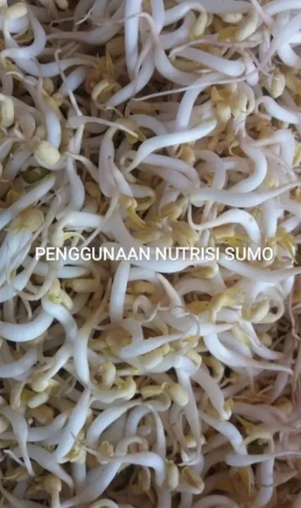 SUMO8%20Cair%20A%20+%20B%20&%20Top%20Kering%20Tauge%20(%20Peningkat%20bobot%20tauge%20&%20Pengawet%20Organik%20tauge%20)%20-%20Image%204