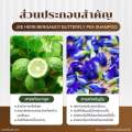 Jee Herb จีเฮิร์บ แชมพูจีเฮิร์บ เซรั่มจีเฮิร์บ เซรั่มแฮร์โทนิค เซรั่มบำรุงผม แชมพูขจัดรังแค มาส์กจีเฮิร์บ แฮร์ออยล์จีเฮิร์บ. 