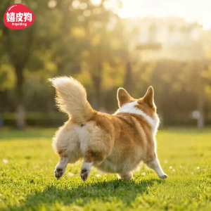 hipidog | Oil-Removing Odor-Eliminating Dog Shampoo