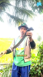 Golok bedog Galonggong Multifungsi asli tasikmalaya