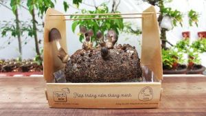 MycoBOX - Bộ Kit Trồng Nấm Rơm Thông Minh