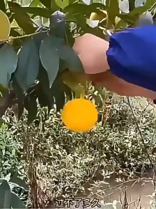 Mosquito and Fruit Trampa Recogedort Yellow Sticky Flexible Board Para Cítricos Moscas De Frutas Hoverfly Gnat