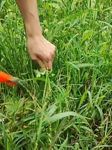 เคียวเกี่ยวหญ้า เคียวเกี่ยวข้าว  #เคียว #ตัดหญ้า #มีด #มีดพกพา น้ำหนัก: 30 กรัม  ความหนา: 0.15 ซม. เคียวนำเข้าเอง ของแท้100% ราคาถูก!!!