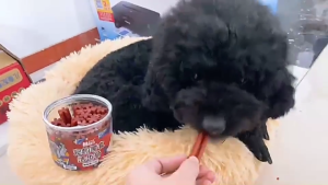 Pet Treats Dog Molar Rod Dog Teeth Cleaning Stick Dog Dental Chews Snacks Dog Dental Chewy Stick 宠物零食狗狗磨牙棒 狗狗牙齿咀嚼棒