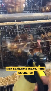 HANTOX Farm Insecticide Mosquito Killer Effective Fly Killer Kuto ng Manok Chicken Mites Livestock General Pest Control Concentrate