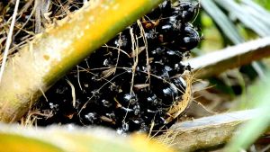 กล้าปาล์ม ยังกัมบิML161 แท้100% พันธุ์ปาล์ม( รุ่น12เดือน ) ทนแล้งสูง  โทร 098 0130425