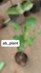 Bibit Buah Pir Super Hasil Cangkok