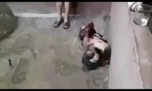 ไข่ไก่ชนพม่าม้าล่อรำงเมีองเหนือเจ้าสาแสน