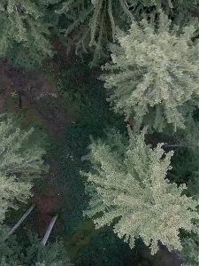 Mesin Gergaji Kayu Chain Saw MS 383 Ukuran 20/22/24 Inch Gergaji Mesin Mini