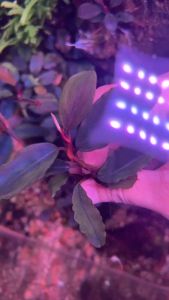 [Aquatic Plant] Bucephalandra Sp Ghost Broad Leaf Bucep Metallic Blue Submerged Rare Plants 稀有极品发色幽灵辣椒榕