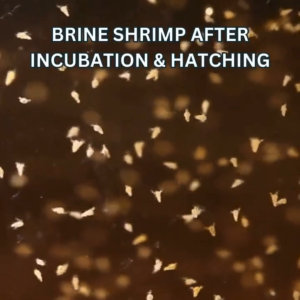 Artemia Aquarium IM AQUATIC Cysts BBS Brine Shrimp Eggs 425gm