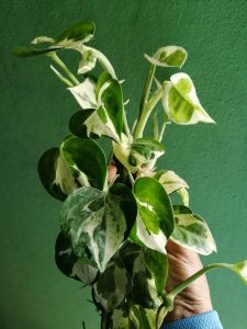 พลูงาช้าง พลูด่างอินเดีย พลูด่างงาช้าง กระถาง 4 นิ้ว มีรากแล้ว และ แบบตัดยอดสด 1ชุด 5ยอด ส่งเป็นช่อๆ