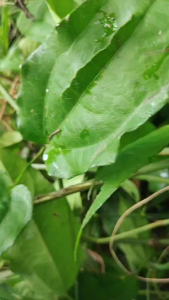 เครือรางจืด กิ่งรางจืด สำหรับต้มดื่ม ปลูกชำได้ ตัดสดไม่ได้เพาะชำ สามารถนำไปปลูกต่อได้ 50 กิ่ง (สมุนไพรรางจืด)