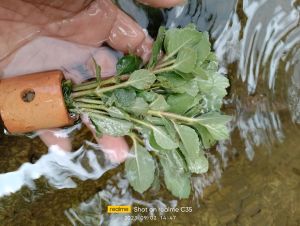 tanaman air aquascape higropila diformis per pot