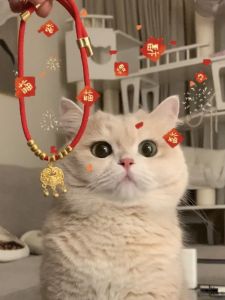 Adjustable Longevity Lock Collar for Dogs And Cats Golden Gradient Bichon Devon Cat Versatile Pet Accessories Yearly Supplies