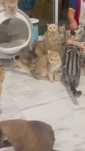 [ NEW 2025 ] Mister Robot เครื่องเป่าขนสัตว์เลี้ยง ตู้เป่าขนสัตว์เลี้ยงอัจฉริยะ รุ่น Dryer Room Pro ขนาดใหญ่ที่สุด 72L มีของแถมให้เพิ่ม จำนวน 2 ชิ้น