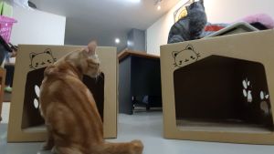 บ้านแมว WANNYAN STORY XL แผ่นเกา แผ่นฝนเล็บ แผ่นลับเล็บ คอกแมว คอนโดแมว กล่องแมว