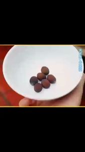 Isi 20 Biji Mix Warna Bibit Benih Biji Bunga Teratai Lotus Mix - Biji Tanaman Pohon Teratai Lotus Mix - Benih Lotus