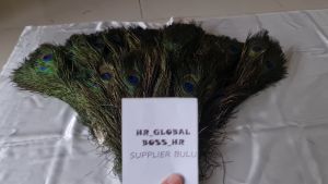 Bulu Merak 40 cm (Isi 5 Buah)