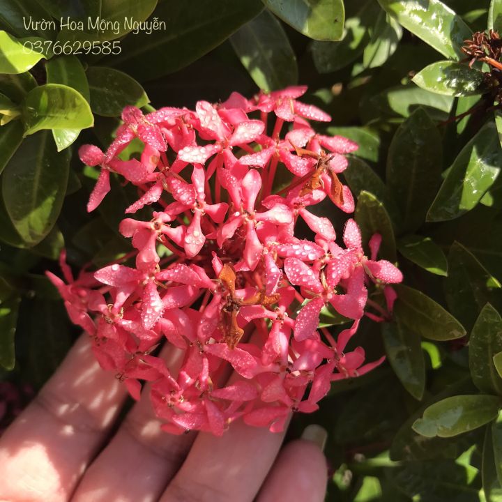 (1 chậu) cây bông trang tím sen Thái (hoa mẫu đơn) - lá nhỏ