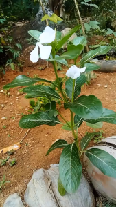 Daun Tapak Dara Segar / Obat Herbal Daun Tapak Dara Kaya Manfaat