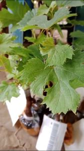 BIBIT ANGGUR IMPORT COTTON CANDY SIAP TANAM