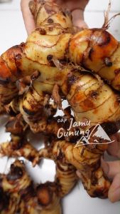 Laos 250gr atau Lengkuas Segar - Campuran Jamu Tradisional