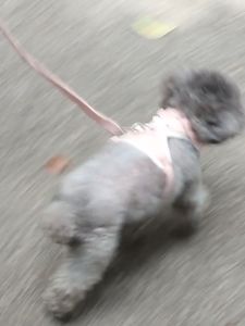 สายจูงกระต่าย สายจูงสัตว์เลี้ยง สายจูงแมวรัดอก จูงหมา สําหรับสัตว์เลี้ยง สุนัข แมว กระต่าย ขนาดเล็ก เสื้อจูงแมว ป้องกันไม่ให้หลุด ปรับขนาดได้ ปลอดภัย และสะดวกในการสวมใส่