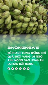 cây giống chuối hột rừng - cây con tách mẹ