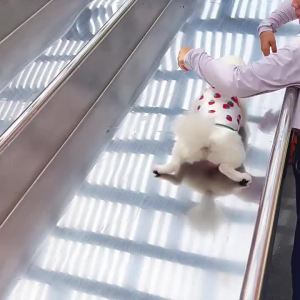 Summer Dog Clothes Colored Dots Strawberry Print Vest Chihuahua Yorkie Thin Vest Cats Puppy Outfit Insect Proof Vest Pet Costume