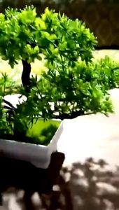 Bunga Hias Ruang Tamu: Tips & Trik Memilih Bunga Artificial & Mini Pot