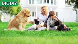 How to Install & Decorate with DIY Artificial Grass Turf