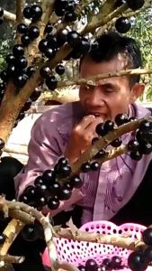 PROMO BELI 2 GRATIS 1 / Pohon Anggur Brazil Import