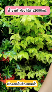 DD น้ำยาเป่าฟองสบู่ No.858 ไร้สาร ปลอดสาร ขนาด 2000 ml ฟองเยอะไม่ต้องผสมน้ำ น้ำยาเติมฟอง bubble